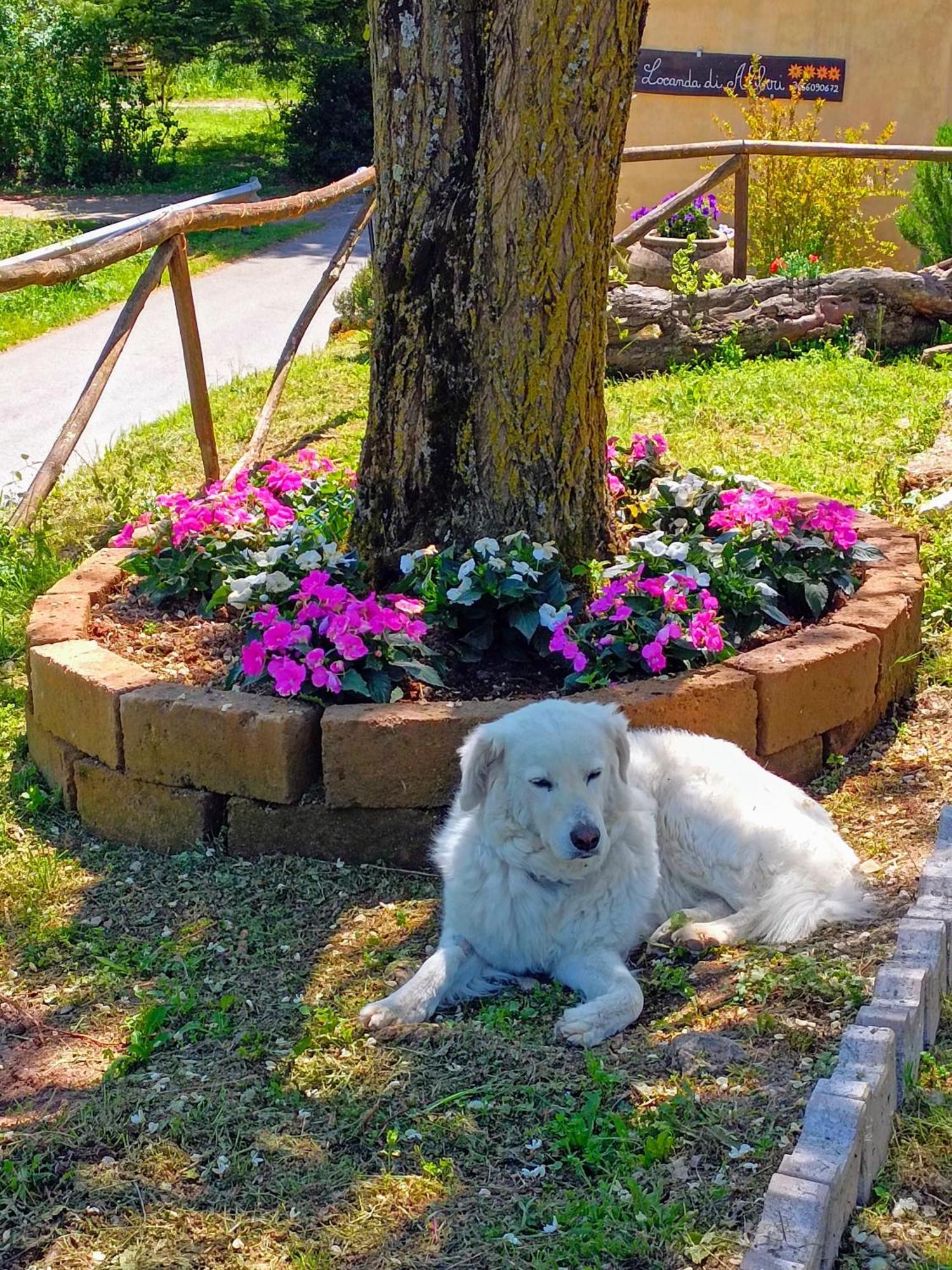 Locanda Di Alberi Borgo San Lorenzo Εξωτερικό φωτογραφία